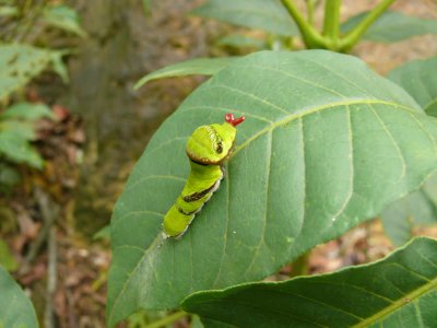 Caterpillar of Papilio.jpg