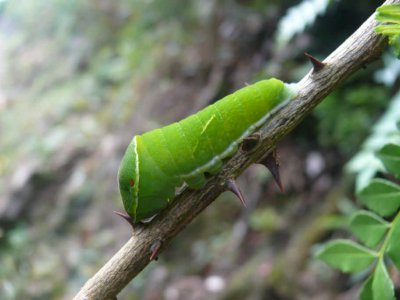 caterpillar of Papilio butterfly.jpg