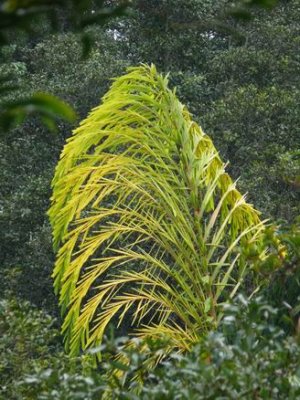 Palm leaf.JPG