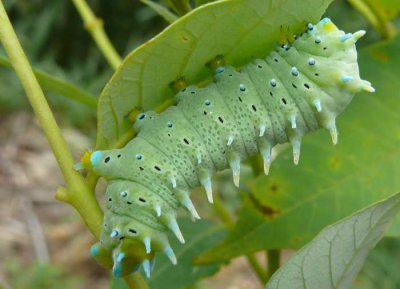 Caterpillars_Tam Dao