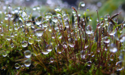 Water-drops-and-grass.jpg