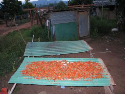 chili's drying in the sun