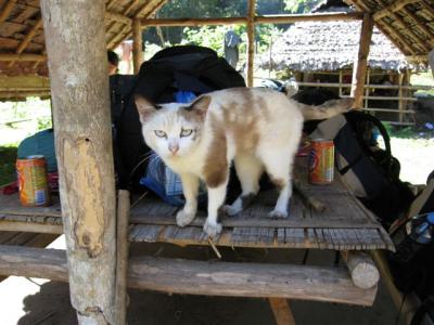 cat at the elephant camp