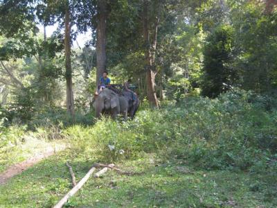 elephants coming into the camp