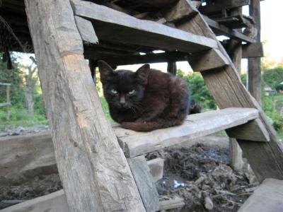 cat on the steps