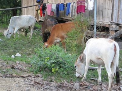 cows and laundry