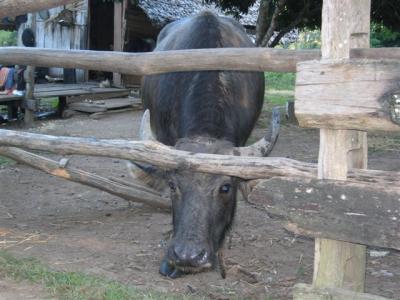 I think this is a water buffalo