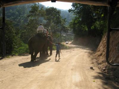 elephants on the road