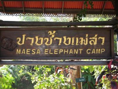 Friday morning I left at 8am to go to the Maesa Elephant Camp  (120B to get in, and well worth it)