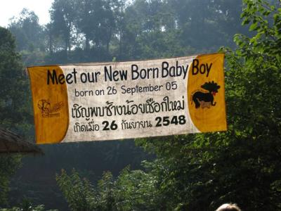 met the new born baby boy  (elephant)