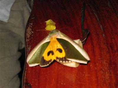 moth on a banana eating