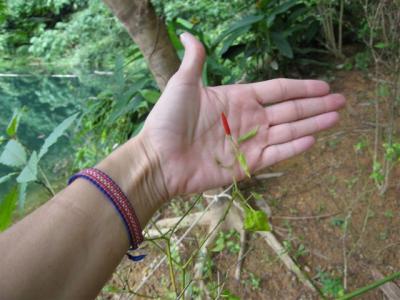 chili bush