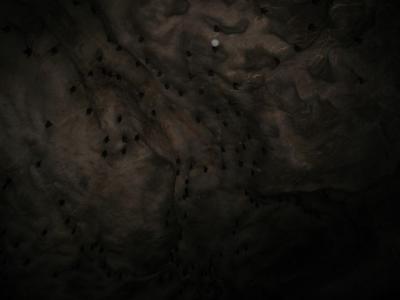 bats in the cave