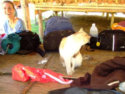 one of the many cats at the elephant camp