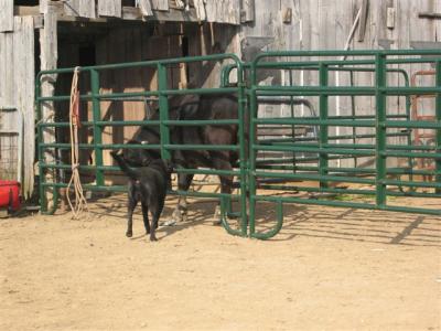 Casey being nosey at the barn