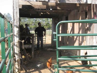 working inside the barn