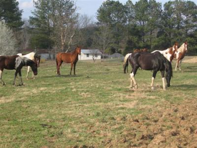 horses in the field wondering what we are doing