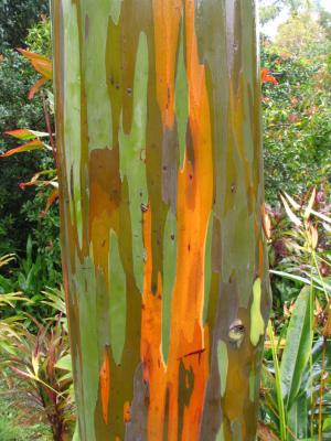 Painted bark trees