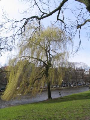 Weepy Willow