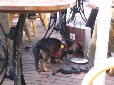 Cafe Dog
