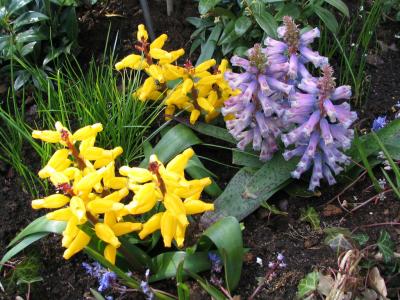 Amsterdam Botanical Gardens