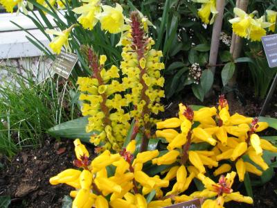 Amsterdam Botanical Gardens