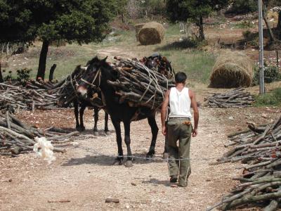 Smart Mule