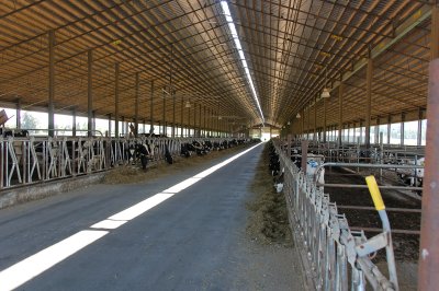Mother Cows