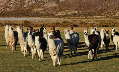 Alpacas heading to pasture in the morning near the community of Tahua on the northern shore of the Salar de Uyuni.