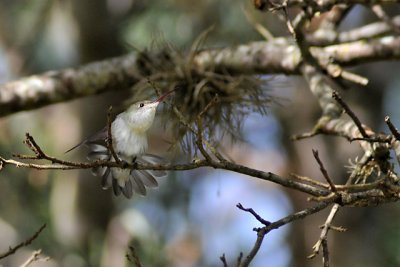 Humming Bird Stretch