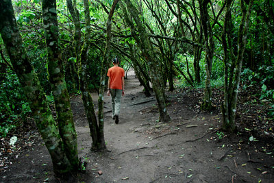 El Fuerte Forest