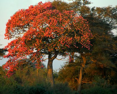 Blooming Toborochi near Pozo Verde