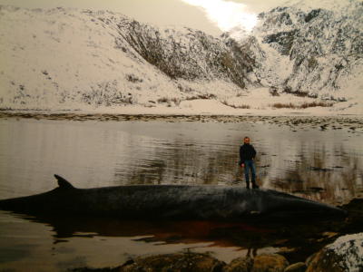 Whale on the Beach of Lurøy