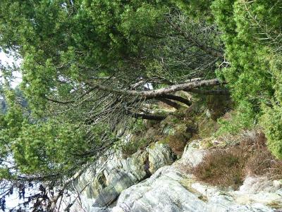 Creaping Pine Bergfjord Costal Track - Created by Roald Atle Furre