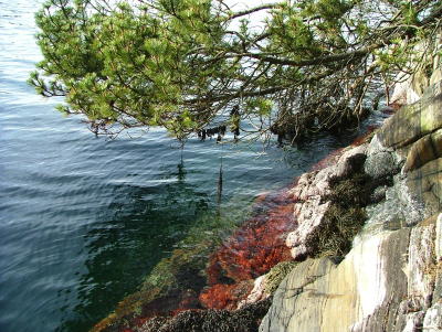 Vikingblood by Bergfjord Costal Track - Created by Roald Atle Furre