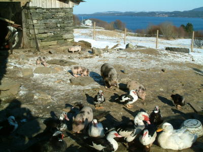 Pigs and Ducks - still being out despite the BirdVirus Threath