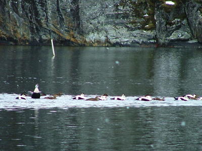 Aerfugl i Bergfjord