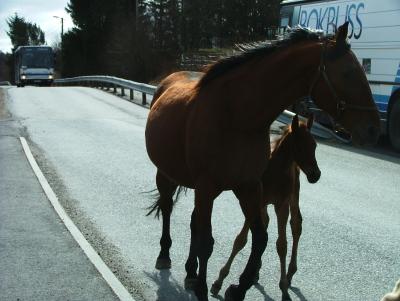 Horses everywhere