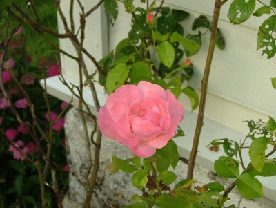 Rose of Inger Marit at SaeterMyro.jpg