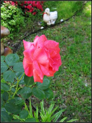 our_flower