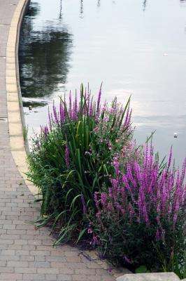Flowers by Hudderfield Canal