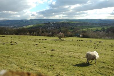 Sheep in a Field