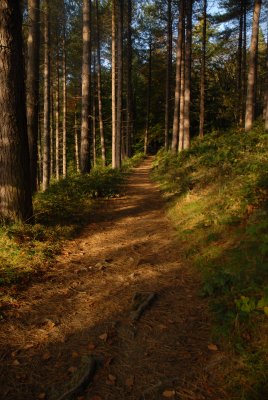 The Forest of Derwent Reservoir in The Peak District