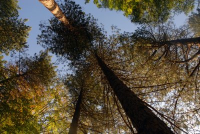 Calendionian Pines and other Trees of The Derwent Valley Forest