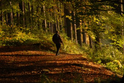 Walking Through The Woods of Derwent