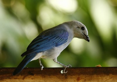 blue gray tanager
