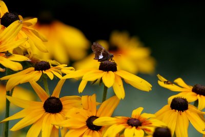ragged butterfly on black-eyed susans