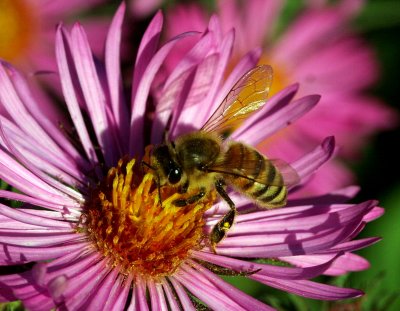 pollination in action