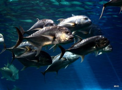 crevally at the aquarium