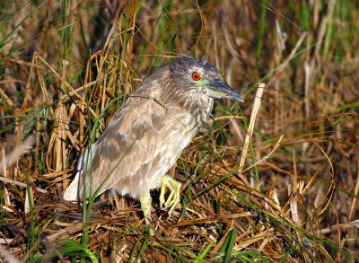 black-crowned night heron